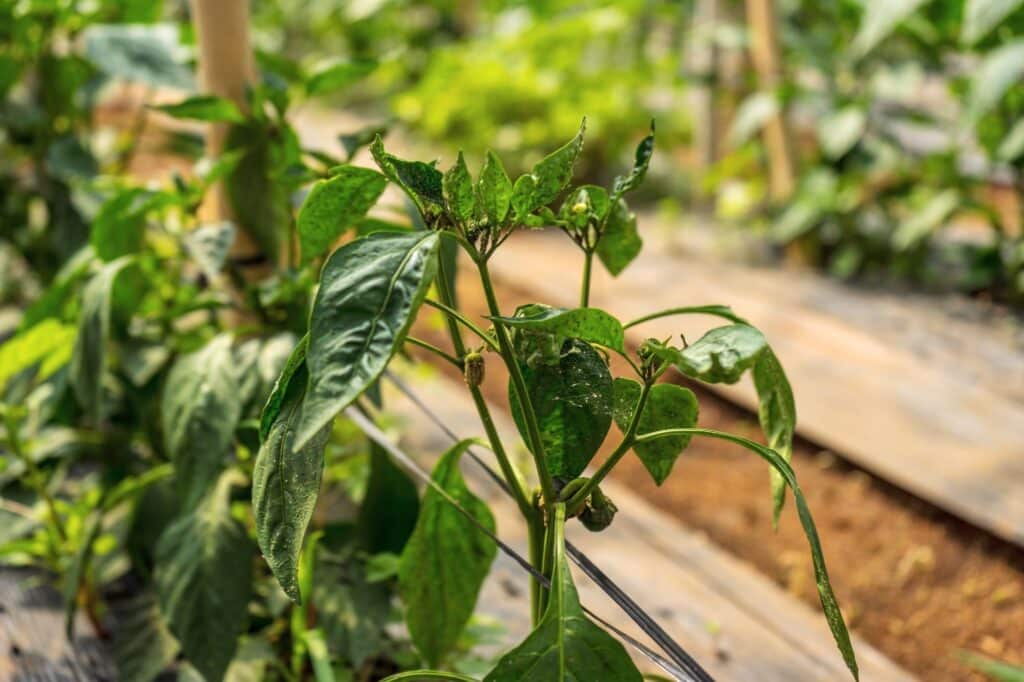 Aphid damage on a pepper plant