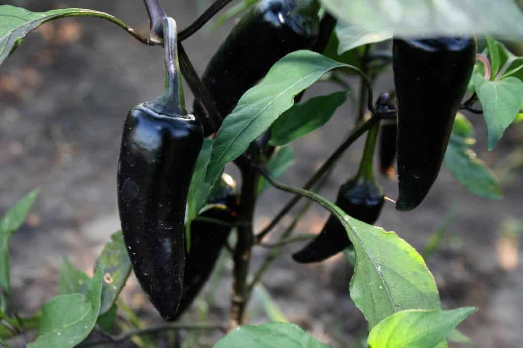 Black Hungarian Pepper