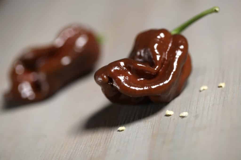 chocolate habanero