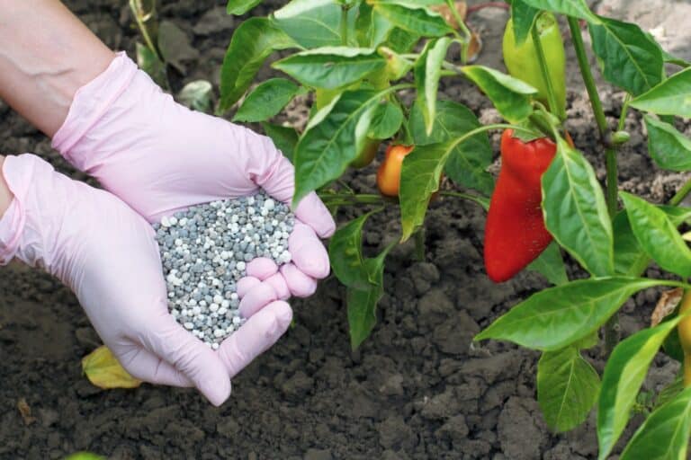 fertilizing pepper plants