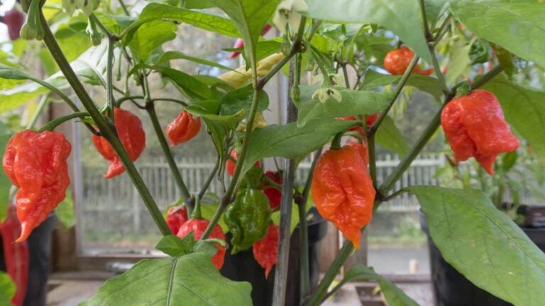 Hottest peppers in the world - Carolina Reaper
