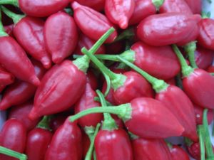 Inca Red Drop pepper
