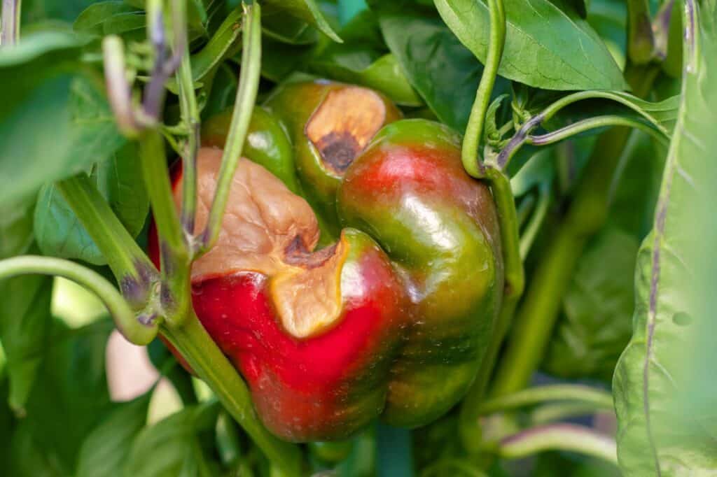 Two sweet peppers impacted by rot