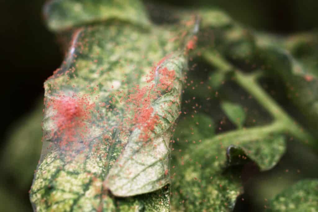 A close-up of a red spider mite infestation on leaves
