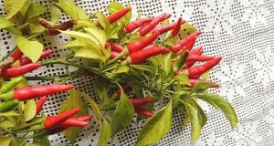 rooster spur pepper