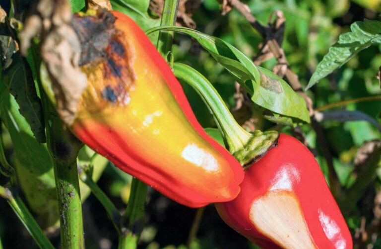 sunscald on peppers