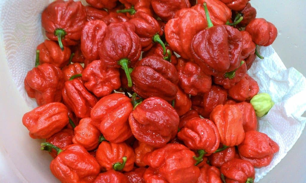 Trinidad 7 pot pepper