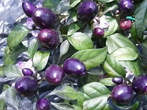 Pretty In Purple Pepper, 20 Seeds