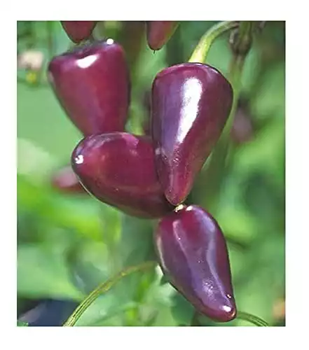 Purple Jalapeño Pepper